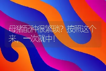 母猪配种很繁琐？按照这个来，一次就中！