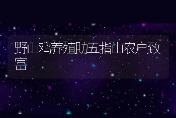 野山鸡养殖助五指山农户致富