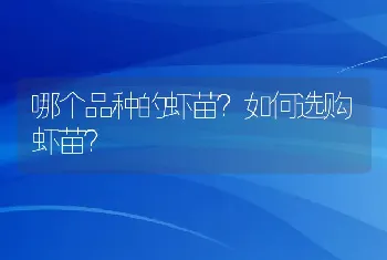 哪个品种的虾苗？如何选购虾苗？