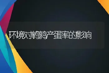 环境对鹌鹑产蛋率的影响