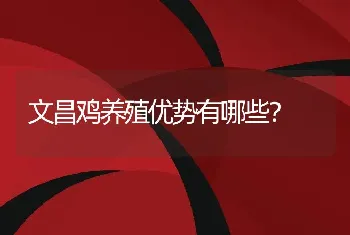 文昌鸡养殖优势有哪些？