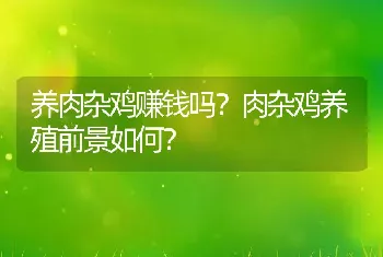 养肉杂鸡赚钱吗？肉杂鸡养殖前景如何？