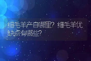 细毛羊产自哪里？细毛羊优缺点有哪些？