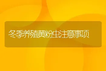 冬季养殖黄粉虫注意事项