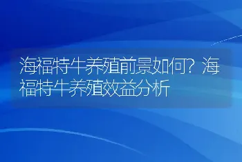 海福特牛养殖前景如何？海福特牛养殖效益分析