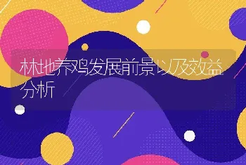 林地养鸡发展前景以及效益分析