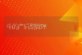 农家喂猪应注意几个方面