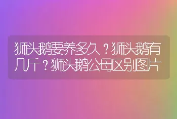 狮头鹅要养多久？狮头鹅有几斤？狮头鹅公母区别图片