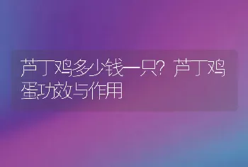 芦丁鸡多少钱一只？芦丁鸡蛋功效与作用