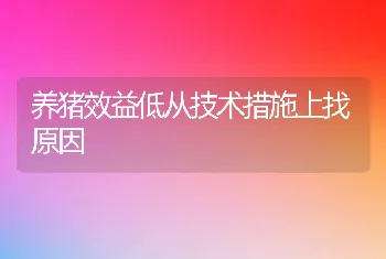 养猪效益低从技术措施上找原因