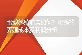 蛋鹅养殖前景如何？蛋鹅的养殖成本及利润分析