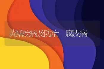 犬的肛门囊炎、肛门周围瘘的诊治