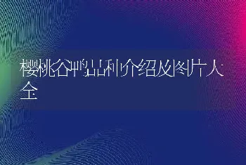 樱桃谷鸭品种介绍及图片大全