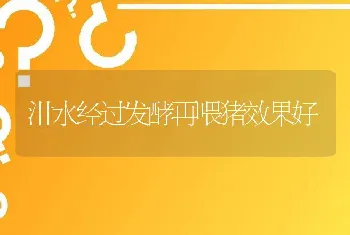 泔水经过发酵再喂猪效果好