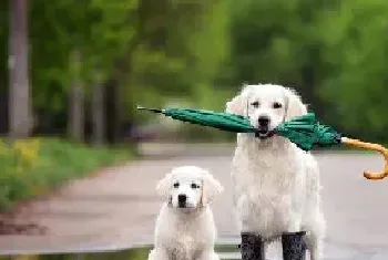 狗狗在雨季出门需要注意这些事项