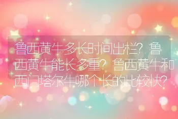 鲁西黄牛多长时间出栏？鲁西黄牛能长多重？鲁西黄牛和西门塔尔牛哪个长的比较快？