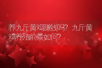 养九斤黄鸡赚钱吗？九斤黄鸡养殖前景如何？