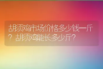 胡须鸡市场价格多少钱一斤？胡须鸡能长多少斤？