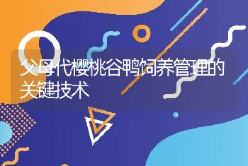 石斑鱼成鱼养殖技术