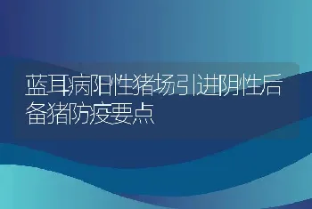 蓝耳病阳性猪场引进阴性后备猪防疫要点