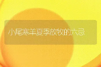 小尾寒羊夏季放牧的六忌