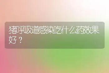 猪呼吸道感染吃什么药效果好？