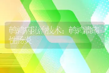 鹌鹑病防治技术：鹌鹑溃疡性肠炎