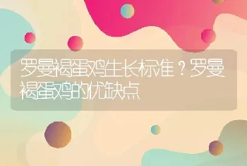 罗曼褐蛋鸡生长标准？罗曼褐蛋鸡的优缺点