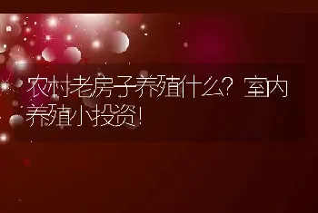 农村老房子养殖什么？室内养殖小投资！