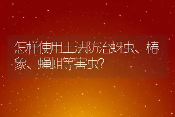 怎样使用土法防治蚜虫、椿象、蝇蛆等害虫？