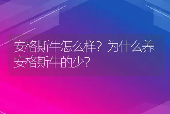 安格斯牛怎么样？为什么养安格斯牛的少？