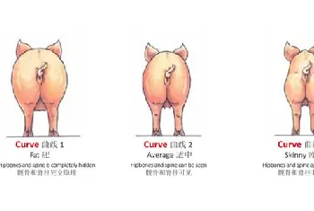 怎么给猪配种，配种管理指南（连载九）