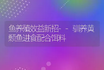 鱼养殖效益新招--驯养黄颡鱼进食配合饵料