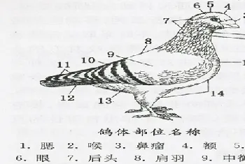 肉鸽鸽体部位精准剖析