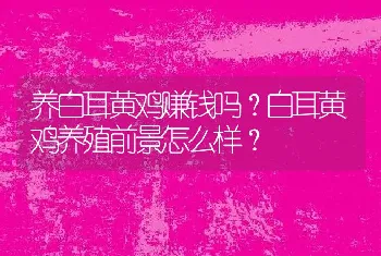 养白耳黄鸡赚钱吗？白耳黄鸡养殖前景怎么样？