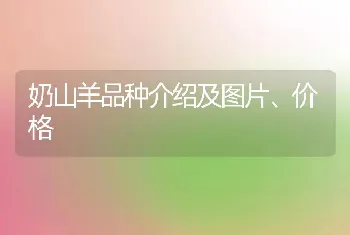 奶山羊品种介绍及图片、价格