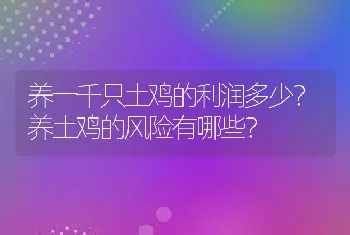 养一千只土鸡的利润多少？养土鸡的风险有哪些？