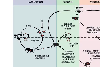 非瘟的传播途径有哪些？