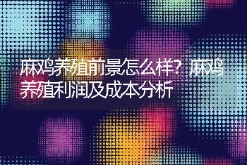 麻鸡养殖前景怎么样？麻鸡养殖利润及成本分析