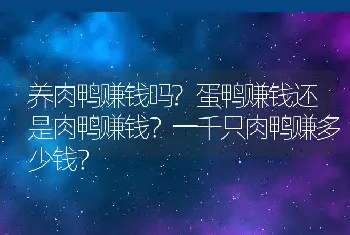 养肉鸭赚钱吗?蛋鸭赚钱还是肉鸭赚钱？一千只肉鸭赚多少钱？