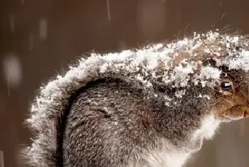 雪地松鼠资料介绍_雪地松鼠图片大全_雪地松鼠饲养方法