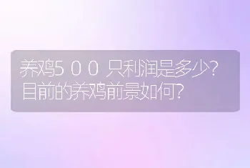 养鸡500只利润是多少？目前的养鸡前景如何？