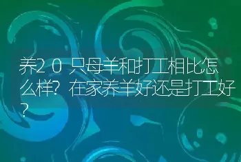 养20只母羊和打工相比怎么样?在家养羊好还是打工好？