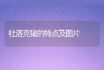 杜洛克猪的特点及图片