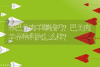 养巴美肉羊赚钱吗？巴美肉羊养殖利润怎么样？