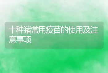 十种猪常用疫苗的使用及注意事项