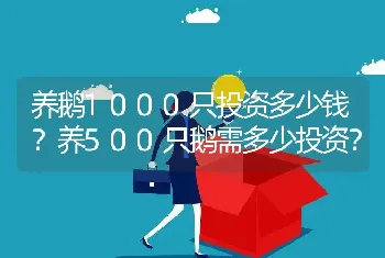 养鹅1000只投资多少钱？养500只鹅需多少投资？