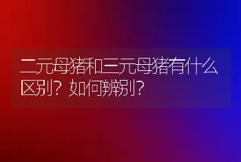 二元母猪和三元母猪有什么区别？如何辨别？