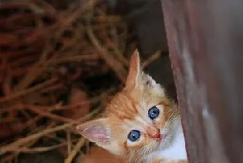 如何饲养流浪猫咪