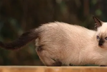 警惕猫咪误食水晶猫砂